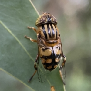 Eristalinus punctulatus at Jerrabomberra, NSW - 24 Dec 2021