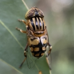 Eristalinus punctulatus at Jerrabomberra, NSW - 24 Dec 2021