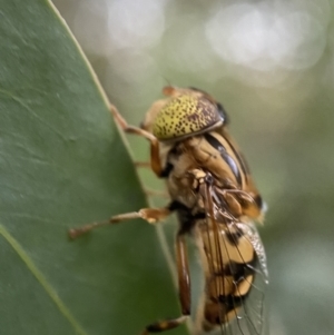 Eristalinus punctulatus at Jerrabomberra, NSW - 24 Dec 2021