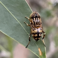Eristalinus punctulatus at Jerrabomberra, NSW - 24 Dec 2021