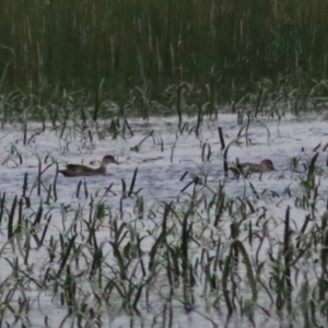 Anas gracilis at Wollogorang, NSW - 22 Dec 2021