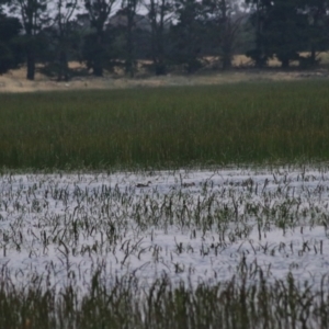 Anas gracilis at Wollogorang, NSW - 22 Dec 2021