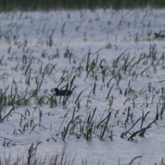 Fulica atra (Eurasian Coot) at Wollogorang, NSW - 22 Dec 2021 by Rixon