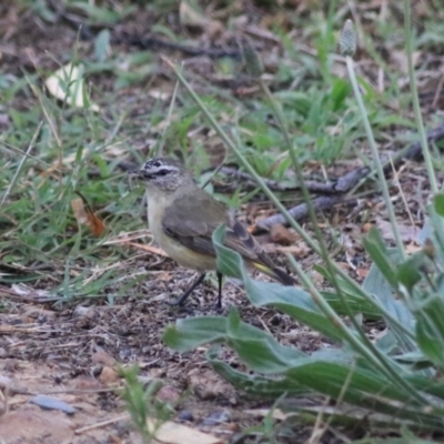 Acanthiza chrysorrhoa (Yellow-rumped Thornbill) at Goulburn, NSW - 24 Dec 2021 by Rixon