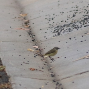 Acanthiza chrysorrhoa at Goulburn, NSW - 24 Dec 2021