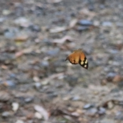 Heteronympha merope at Goulburn, NSW - 26 Dec 2021