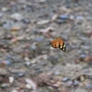 Heteronympha merope at Goulburn, NSW - 26 Dec 2021