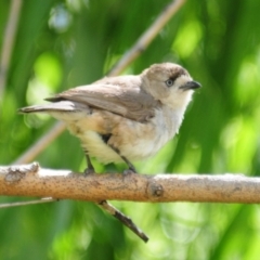 Aphelocephala leucopsis (Southern Whiteface) at Booth, ACT - 23 Dec 2021 by Harrisi