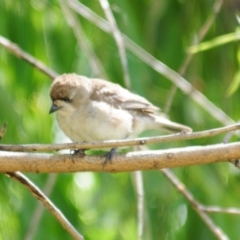 Aphelocephala leucopsis at Booth, ACT - 23 Dec 2021 09:45 AM