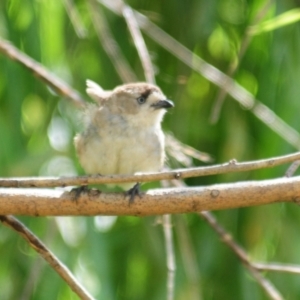 Aphelocephala leucopsis at Booth, ACT - 23 Dec 2021 09:45 AM