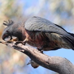 Callocephalon fimbriatum (Gang-gang Cockatoo) at Tennent, ACT - 23 Dec 2021 by Harrisi