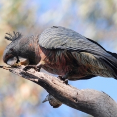 Callocephalon fimbriatum (Gang-gang Cockatoo) at Tennent, ACT - 22 Dec 2021 by Harrisi