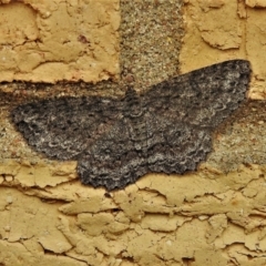 Ectropis fractaria (Ringed Bark Moth) at Wanniassa, ACT - 22 Dec 2021 by JohnBundock