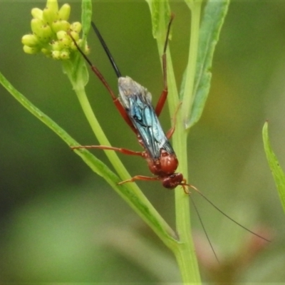 Lissopimpla excelsa (Orchid dupe wasp, Dusky-winged Ichneumonid) at Namadgi National Park - 22 Dec 2021 by JohnBundock