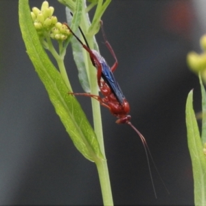 Lissopimpla excelsa at Tennent, ACT - 23 Dec 2021