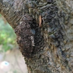 Psychidae (family) IMMATURE (Unidentified case moth or bagworm) at Greenleigh, NSW - 25 Dec 2021 by LyndalT