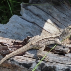 Amphibolurus muricatus (Jacky Lizard) at Fisher, ACT - 25 Dec 2021 by SandraH