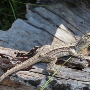 Amphibolurus muricatus at Fisher, ACT - 25 Dec 2021