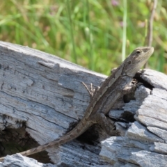 Amphibolurus muricatus at Fisher, ACT - 25 Dec 2021