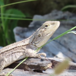 Amphibolurus muricatus at Fisher, ACT - 25 Dec 2021