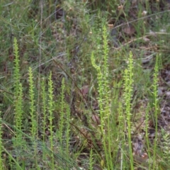 Microtis sp. (Onion Orchid) at Fisher, ACT - 24 Dec 2021 by SandraH