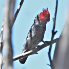 Callocephalon fimbriatum (Gang-gang Cockatoo) at Namadgi National Park - 21 Dec 2021 by JohnBundock