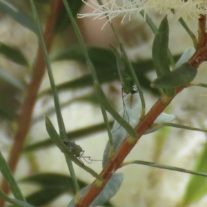 Chironomidae (family) at Fyshwick, ACT - 24 Dec 2021 01:00 PM