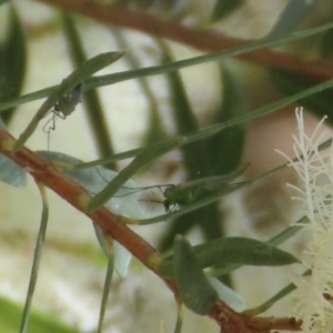 Chironomidae (family) at Fyshwick, ACT - 24 Dec 2021