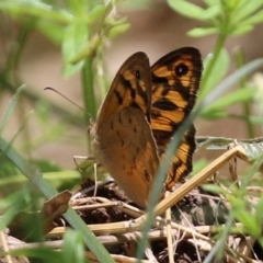 Heteronympha merope (Common Brown Butterfly) at Jerrabomberra Wetlands - 24 Dec 2021 by RodDeb