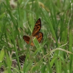 Heteronympha merope at Fyshwick, ACT - 24 Dec 2021