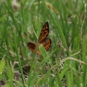 Heteronympha merope at Fyshwick, ACT - 24 Dec 2021 12:25 PM