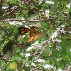 Heteronympha merope at Fyshwick, ACT - 24 Dec 2021