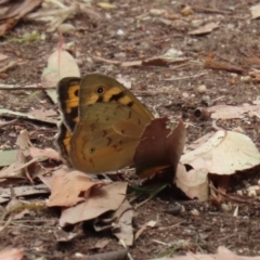 Heteronympha merope at Fyshwick, ACT - 24 Dec 2021