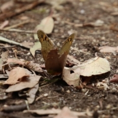 Heteronympha merope at Fyshwick, ACT - 24 Dec 2021 12:25 PM