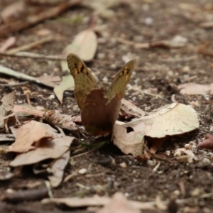 Heteronympha merope at Fyshwick, ACT - 24 Dec 2021