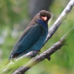 Eurystomus orientalis (Dollarbird) at Fyshwick, ACT - 24 Dec 2021 by RodDeb