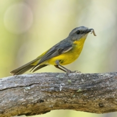 Eopsaltria australis (Eastern Yellow Robin) at Stromlo, ACT - 22 Dec 2021 by Kenp12