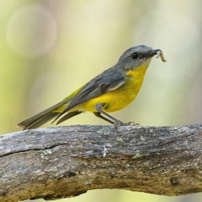 Eopsaltria australis (Eastern Yellow Robin) at Stromlo, ACT - 21 Dec 2021 by Kenp12