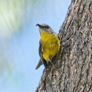 Eopsaltria australis at Stromlo, ACT - 22 Dec 2021