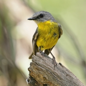 Eopsaltria australis at Stromlo, ACT - 22 Dec 2021 10:50 AM