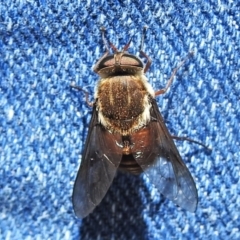 Tabanidae (family) (Unidentified march or horse fly) at Namadgi National Park - 22 Dec 2021 by JohnBundock