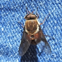 Tabanidae (family) (Unidentified march or horse fly) at Cotter River, ACT - 22 Dec 2021 by JohnBundock