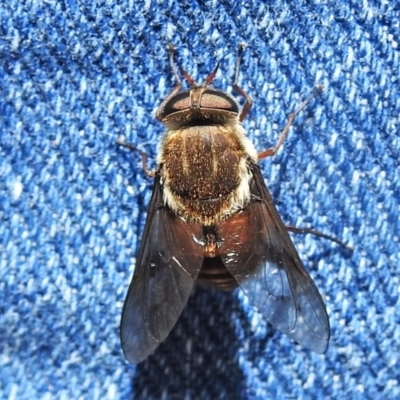 Tabanidae (family) (Unidentified march or horse fly) at Namadgi National Park - 22 Dec 2021 by JohnBundock