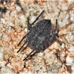 Unidentified Spider (Araneae) at Namadgi National Park - 23 Dec 2021 by JohnBundock
