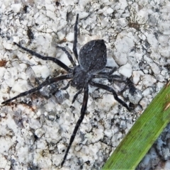 Hortophora sp. (genus) at Tharwa, ACT - 23 Dec 2021 11:41 AM