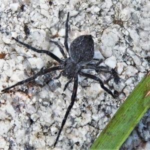 Hortophora sp. (genus) at Tharwa, ACT - 23 Dec 2021 11:41 AM