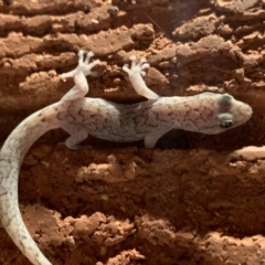 Christinus marmoratus (Southern Marbled Gecko) at Red Hill to Yarralumla Creek - 25 Dec 2021 by JaceWT