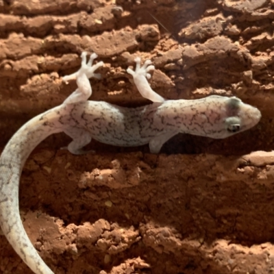Christinus marmoratus (Southern Marbled Gecko) at Red Hill to Yarralumla Creek - 25 Dec 2021 by JaceWT