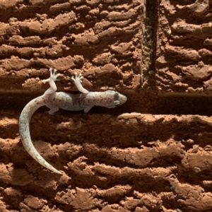 Christinus marmoratus at Garran, ACT - 25 Dec 2021 09:52 PM