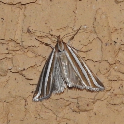 Hednota bivittella (A Crambid moth (Crambinae) at Wanniassa, ACT - 25 Dec 2021 by JohnBundock